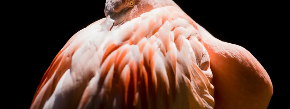 A pink flamingo resting, with its head tucked back into its body feathers, isolating it against a stark black background. The bird's light pink body is visible, with a striking band of bright reddish-pink feathers on its back, and one bright yellow eye is visible looking out from the folds of its neck.