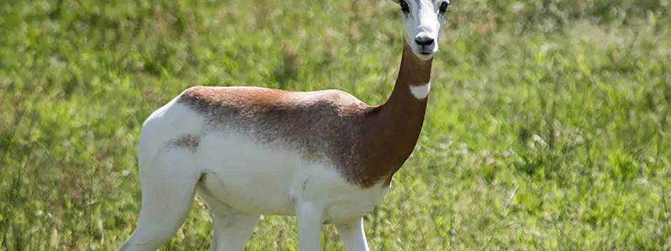 An Addra Gazelle standing in an open, grassy field looking towards the viewer which showcases its white body, brown neck and shoulders and its long antlers that curve upwards.