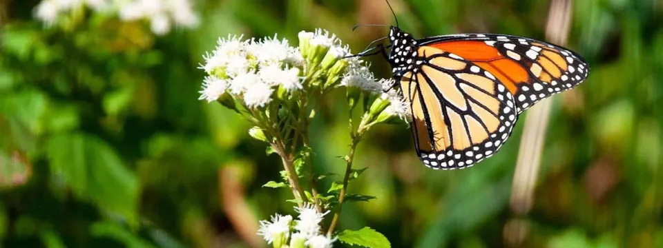 A vibrant orange and black butterfly on a small cluster of white and green buds with its wings tucked.