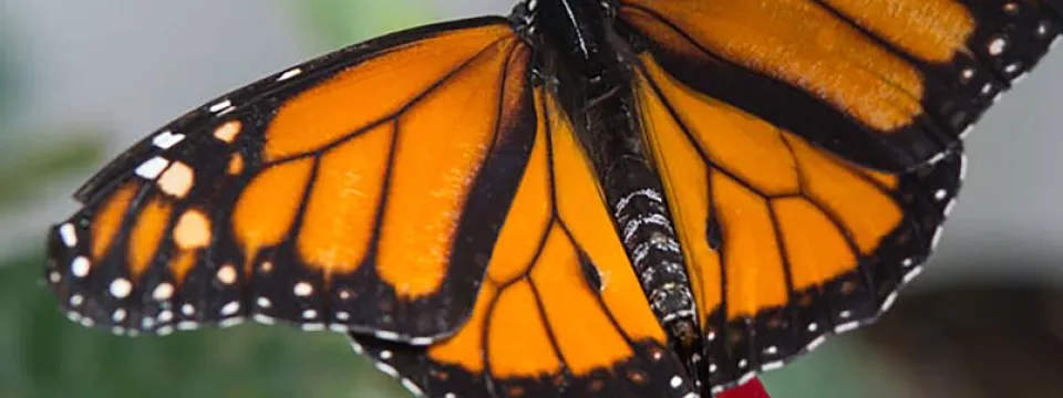 An orange and black patterned Monarch Butterfly perched on a cluster of small red blooms with its wings spread.