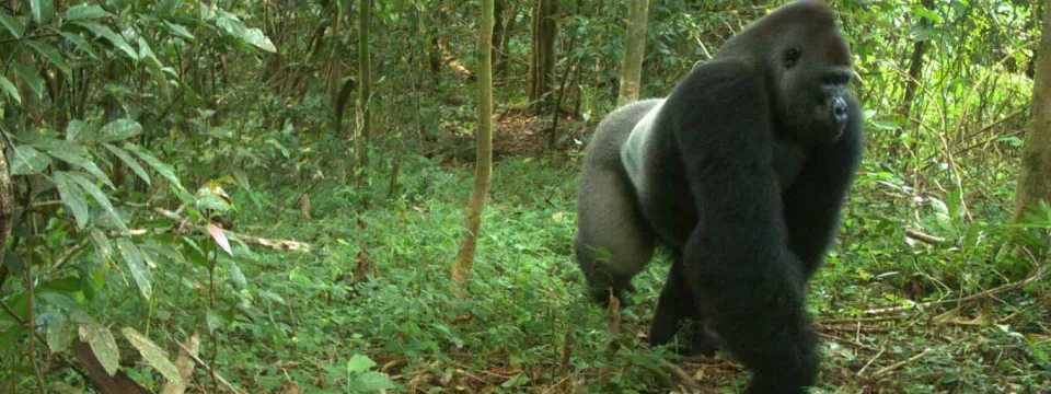 Cross River gorilla in the wild