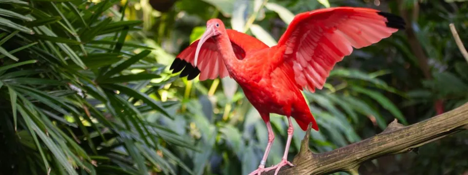  A vibrant red Scarlet Ibis from the Forest Aviary perched on a thin branch, its wings spread, ready for take off - historical photo.