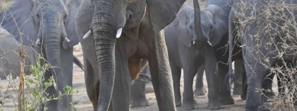 Elephants in Africa