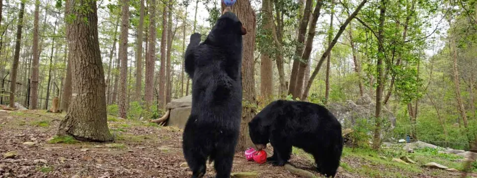 Black Bear papier mache' enrichement Luna and Nova