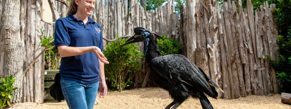 An animal presenter (a woman in a blue shirt and jeans) standing to the left of a large, black, Hornbill with a distinctive head. The bird is perched on a low stand or stump. The background is a naturalistic enclosure with a tall, rustic fence made of vertical wooden posts. The sky is bright blue overhead.
