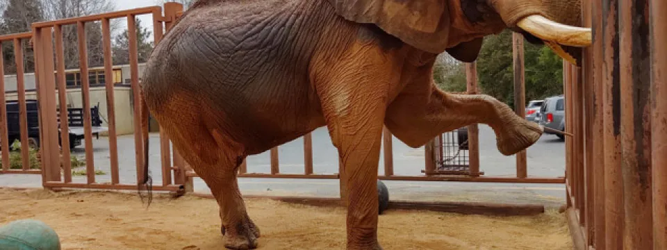 C'sar elephant yoga training left front forward