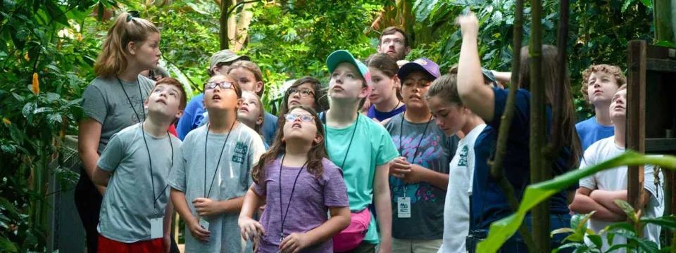 A group of children and adults standing in a lush, green forest or jungle setting. They are all looking upward, with some pointing, at something high in the trees, like birds or a canopy. The light filtering through the leaves creates a dappled, vibrant atmosphere