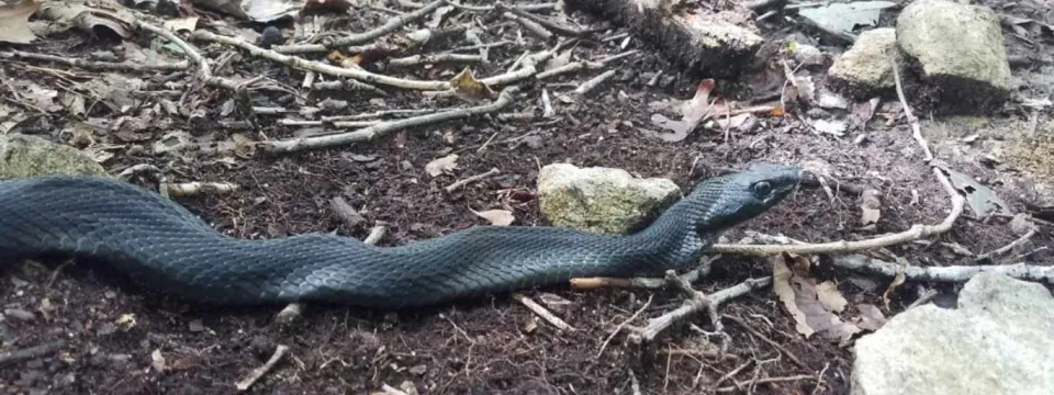 A glossy black snake, possibly an Eastern Hognose, slithering over a forest floor littered with rocks, twigs and leaves.