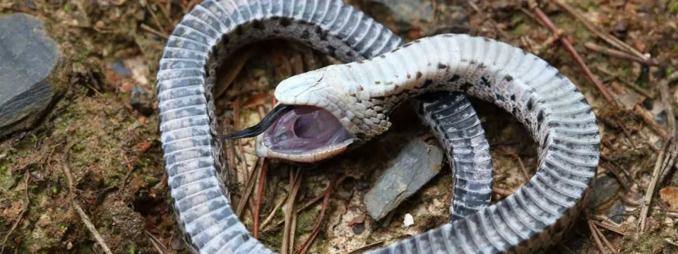 A close-up, top-down view of a snake on the ground that is coiled up and playing dead. The snake, which has a grayish-white underside with dark markings, has its mouth wide open with its tongue hanging out in a dramatic feigning of death, a common defensive behavior in some species like the hognose snake. The snake is lying on dirt and small rocks.