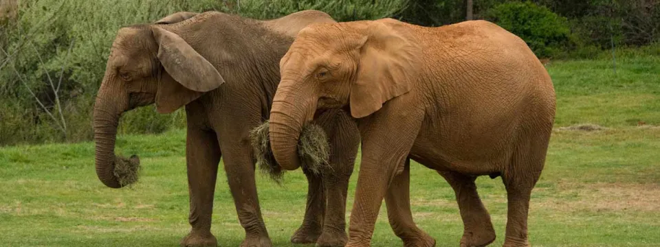 A pair of brown elephant with long tusks standing on a grassy field with trees and bushes in the background. The two are carrying clumps of hay with their trunks.