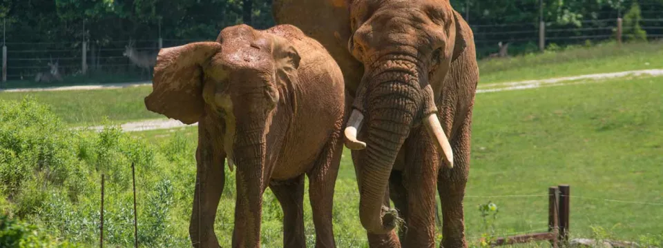 Two African Elephants standing side-by-side in a grassy, outdoor enclosure. The elephants have large ears, reddish-brown dust coating their skin, and one of them, on the right, has prominent white tusks. They are facing forward, looking directly at the viewer. The background is a large expanse of bright green grass, with a fence and some trees visible in the distance.
