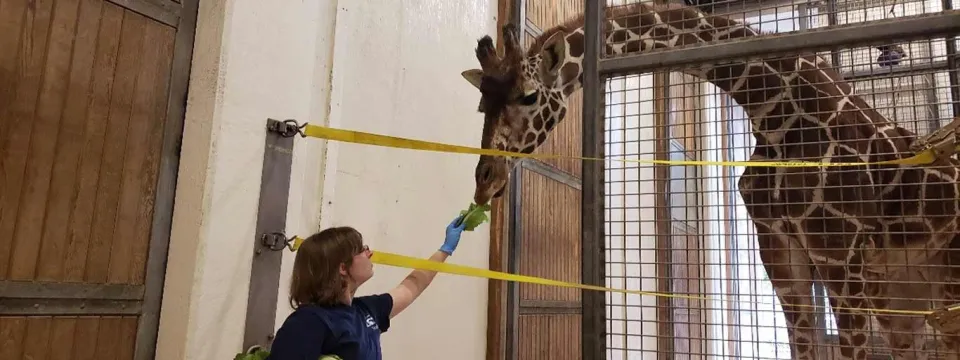 A person on the left, holding a long, yellow feeding tube or strip of food up to a giraffe's head on the right. The giraffe, with its patterned coat, is extending its long tongue to reach the food through the metal bars of its enclosure inside a building.