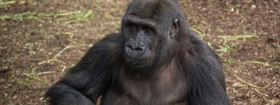 A smaller Gorilla sitting on the ground amongst shrubs and grass, eating some fruit.
