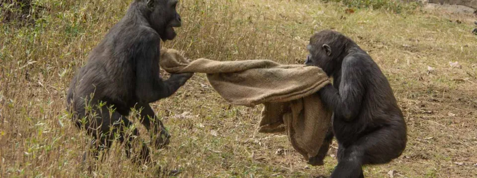 Two Gorillas playing tug of war with a burlap sack in a grassy field.