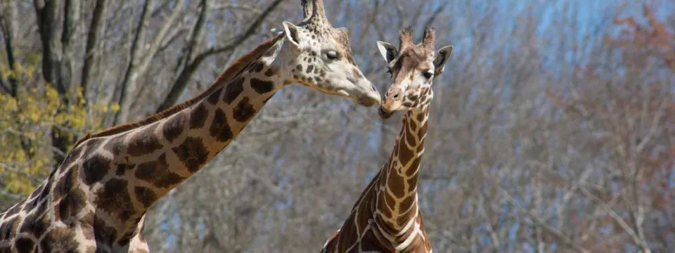 Two giraffes standing close to each other. The giraffe on the left has its neck extended toward the head of the giraffe on the right, as if they are nuzzling. Both giraffes have brown and white patterned coats. They are standing outdoors with a background of leafless trees and a bright blue sky.