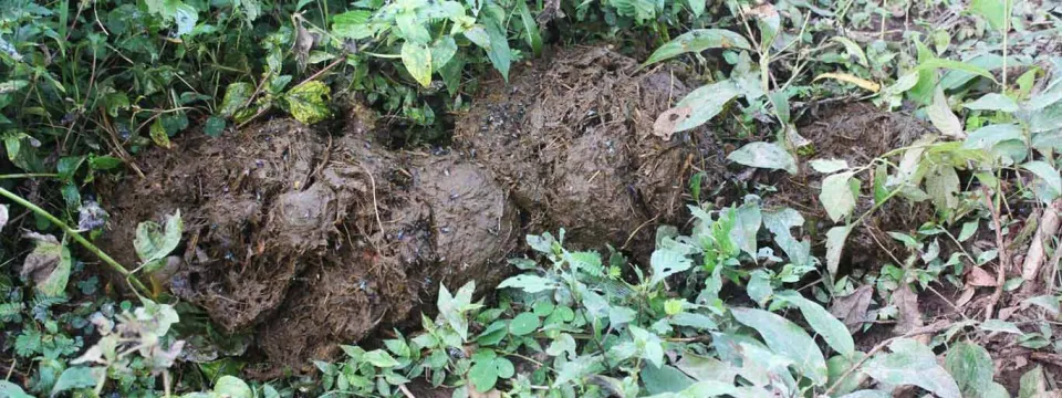 A large, brown pile of Elephant dung lying on the ground amongst grass and shrubs that is used to track elephant group