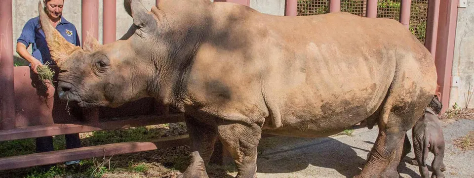 A zookeeper wearing a navy shirt, stands next to a large, orange, metal gate or stable. On the opposite side of the gate stands a large rhino, facing the keeper who is holding food out towards its nose.
