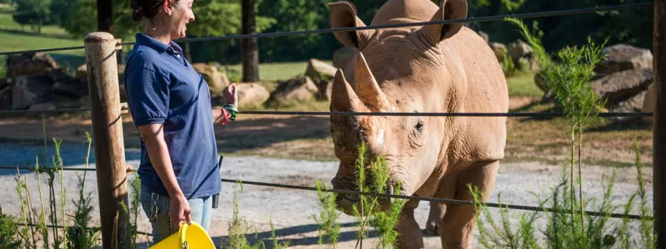 A zookeeper wearing a navy shirt, stands next to a large, orange, metal gate or stable. On the opposite side of the gate stands a large rhino, facing the keeper who is holding food out towards its nose.