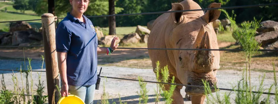 A woman in a blue shirt holds a yellow bucket and gently feeds a rhinoceros with a piece of grass or vegetable in a zoo setting.
