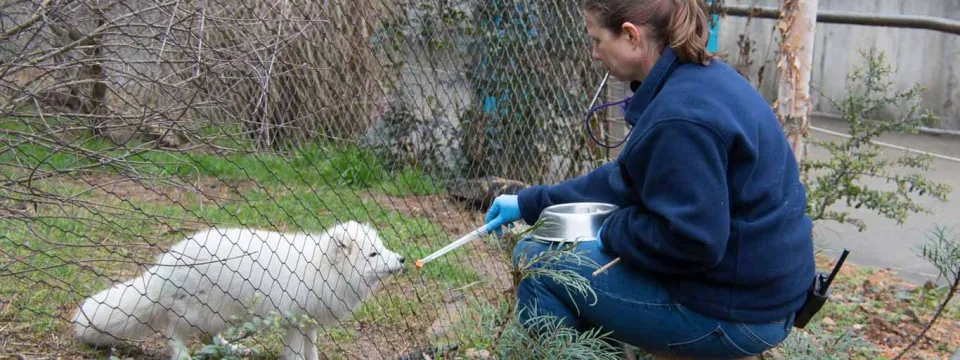 A zoo keeper in a blue uniform and gloves hand-feeds a white Arctic Fox through the netting of its enclosure.