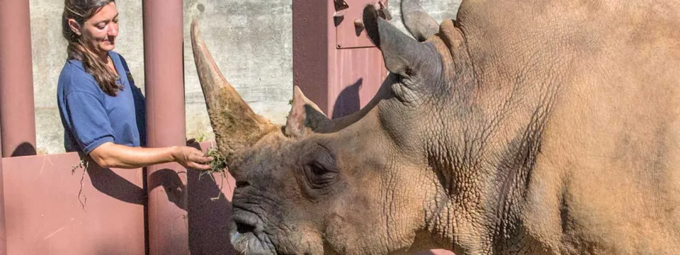 A zookeeper wearing a navy shirt, stands next to a large, orange, metal gate or stable. On the opposite side of the gate stands a large rhino, facing the keeper who is holding food out towards its nose.