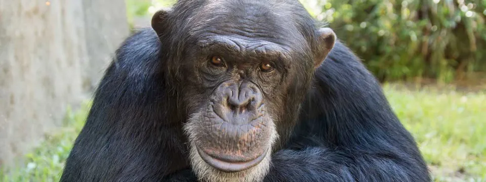 A chimpanzee named Kendall sits on the ground, head tilted to the side as he stares directly into the camera, resting his chin on his crossed arms as he rests in a tranquil outdoor scene.