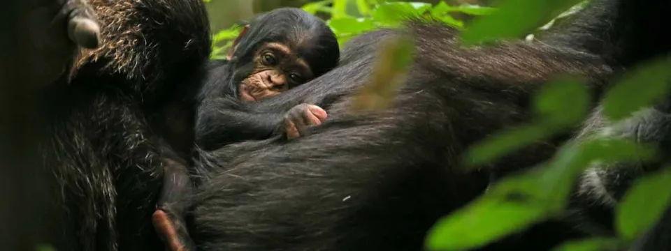 A small, wide-eyed chimpanzee infant clings tightly to the thick, dark fur of its parent, nestled in a tree or dense jungle foliage. The scene captures the bond between mother and baby in their natural habitat.