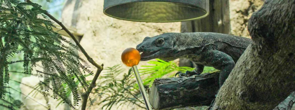 Komodo target training