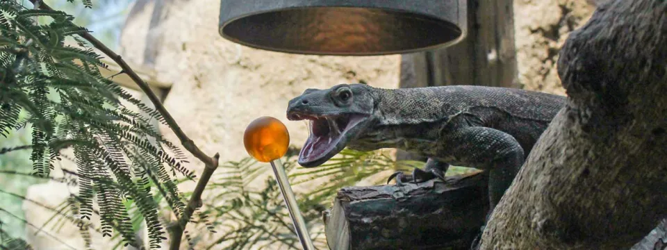 Komodo dragon target training up close with mouth open