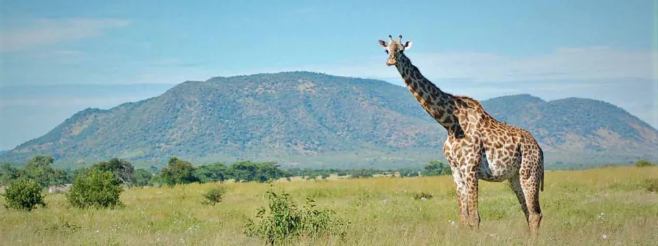 A giraffe stands majestically in a lush, green, grassy savannah, its long neck and spots contrasting beautifully with the natural surroundings and distant mountain range..