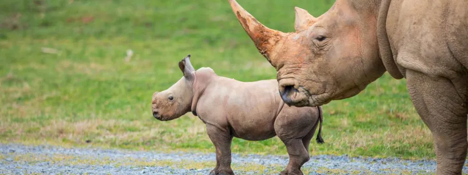 A baby rhinoceros, with its ears perked up, walks beside its mother. The calf is in focus, while the mother's head and horn are blurred in the foreground. They are in a grassy enclosure with a fence and trees in the background.