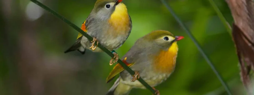 Pekin robins
