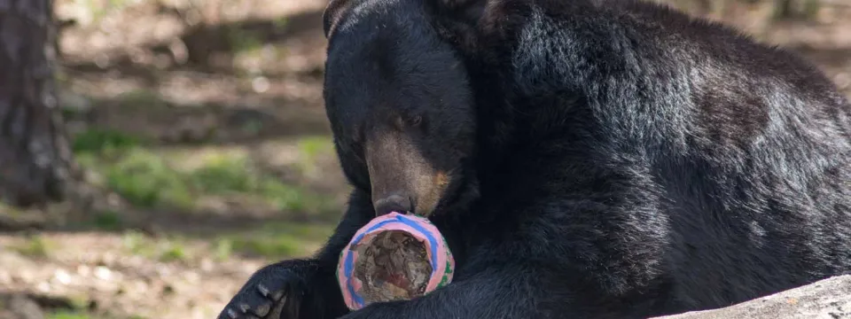 A Black Bear with her tongue sticking out, munching on a colorful papier mache ball filled with treats as she lays on a large rock..