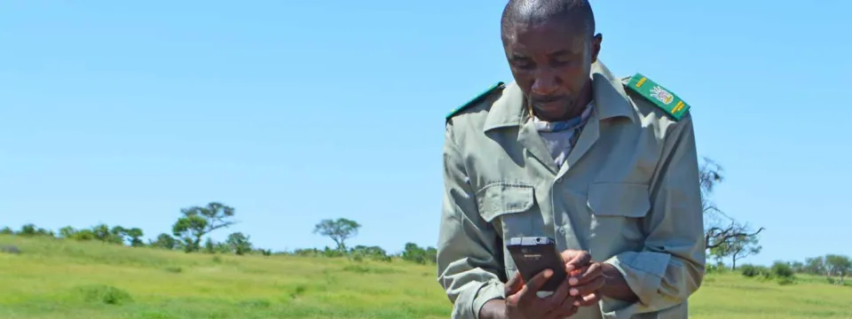  A ranger in a green uniform stands in a grassy field, looking down at his phone. In the background, there are scattered trees under a clear blue sky.