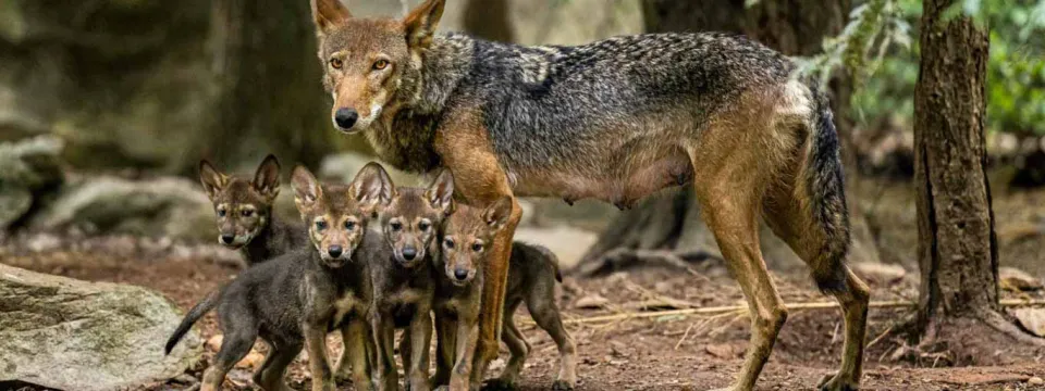 A mother Red Wolf standing protectively over her four small pups who are huddled together next to a rock in a forested area.