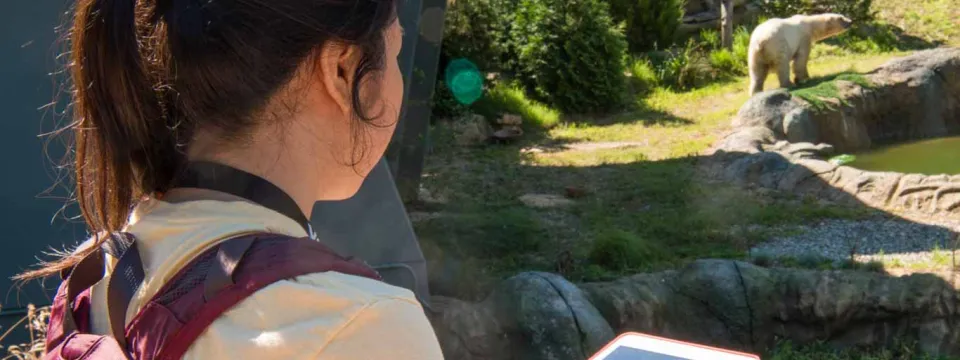 A researcher or student observes and records data on a tablet while viewing a polar bear in a naturalistic habitat, suggesting fieldwork or animal study.