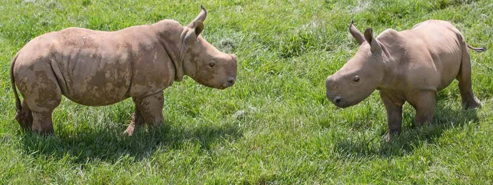 Baby Rhinoceros together, looking at each other at around 6 weeks old standing in a vast green field.