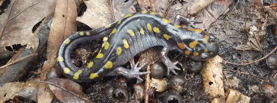A small dark Salamander with yellow spots lining its head and body lays on the leaf covered ground, its tail curled behind it.