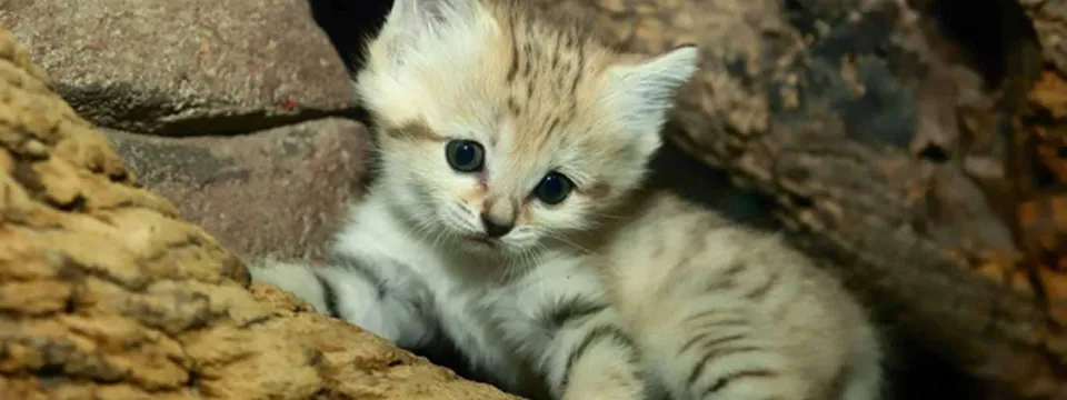 A close-up of an adorable, very young Sand Cat kitten with sandy-striped fur, large dark eyes, and oversized ears, nestled among thick pieces of wood.