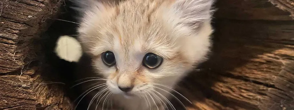 Sand Cat Layla Log