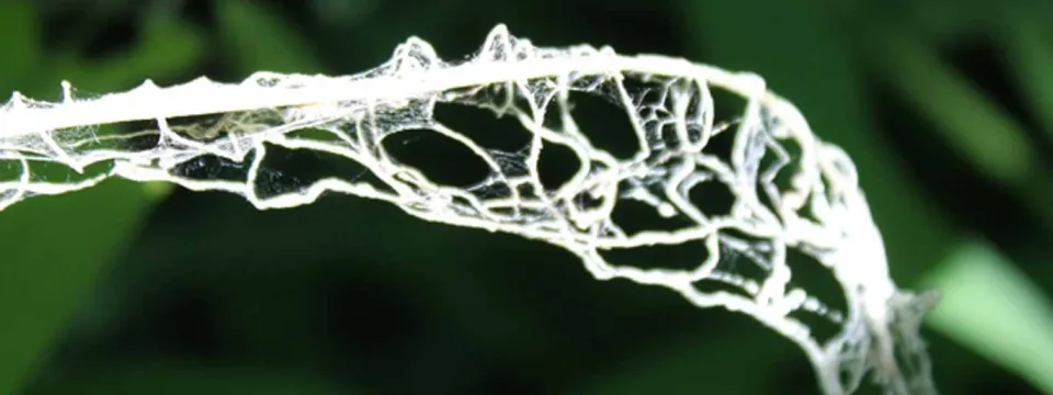 skeletonized milkweed, a native plant in North Carolina; the remains of the leaf look skeletal.