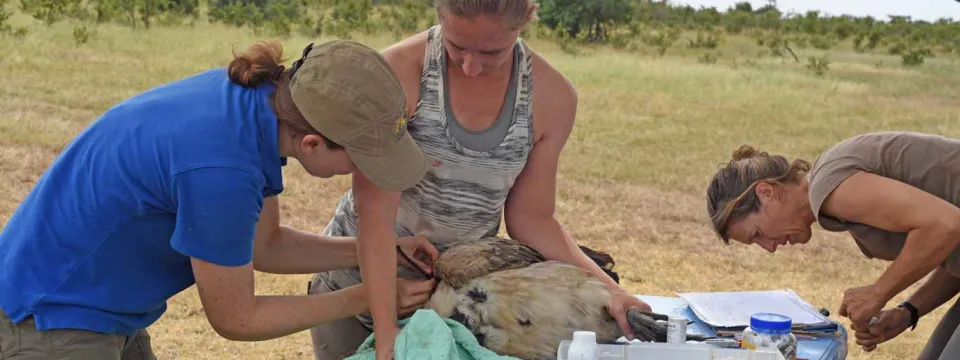A wildlife research team, consisting of three women, conducts biological fieldwork on a large bird in a dry, grassy African savanna. They are actively engaged in conservation efforts, carefully handling the animal for veterinary care or study.