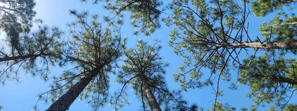 The upward view of a pine canopy, emphasizing the vertical lines of the tall, dark trunks and the texture of the green pine needles, with the intense blue sky visible in the center.
