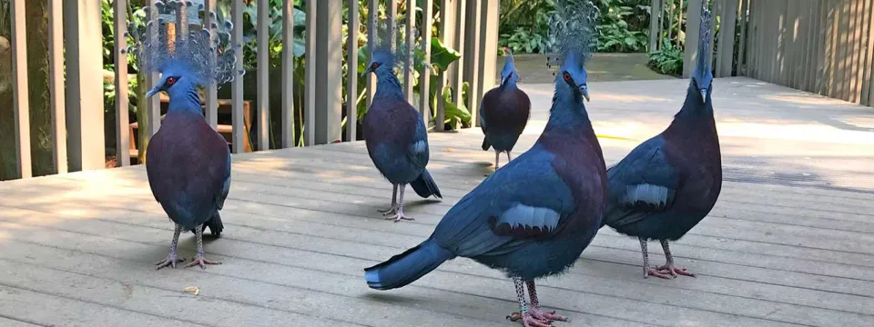 Five large, bright blue Victoria Crowned Pigeons with distinctive lacy head crests stand on a weathered wooden walkway.