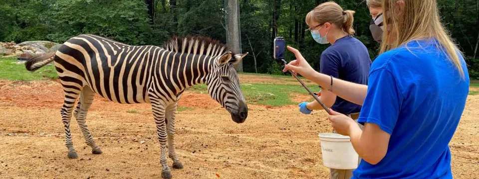 A zebra standing on a patch of dirt and sparse grass, facing two people on the right. The zebra is medium-sized, with distinct black and white stripes. The two individuals, one in a blue shirt and the other in a dark shirt, appear to be interacting with the animal, possibly holding food or educational materials