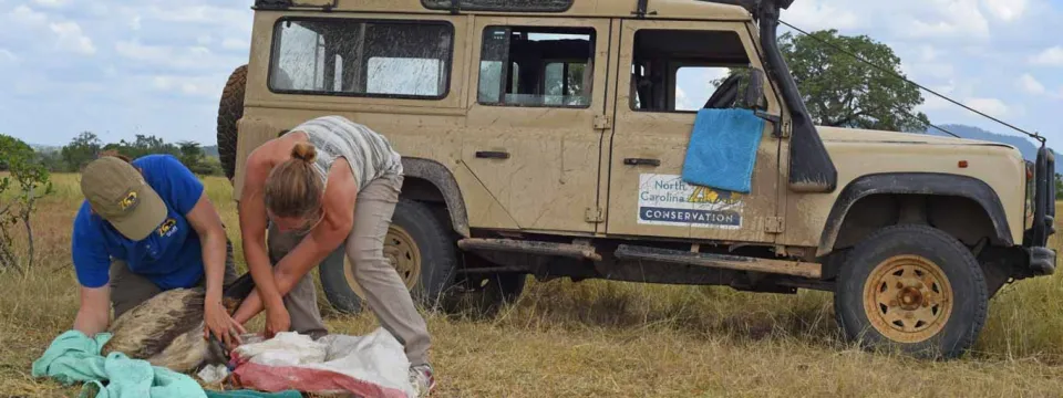 Two wildlife conservationists kneel on the ground in a grassy savanna with a large brown vulture wrapped in a green towel on the ground in front of them. A tan safari jeep is parked nearby in the background.