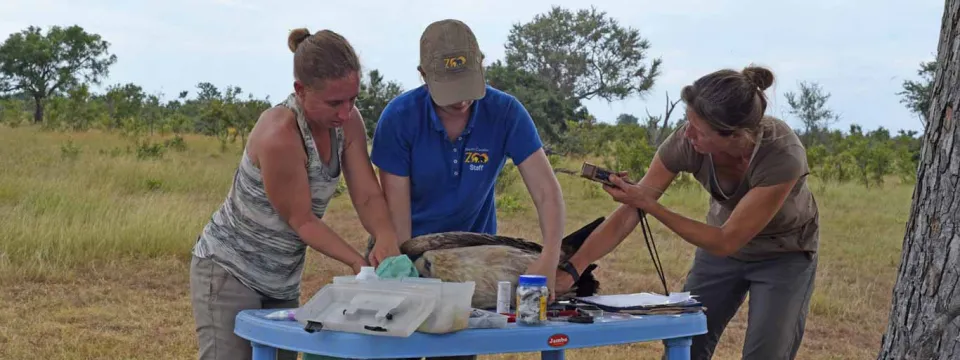 A group of wildlife conservationists stand together in a vast savanna, leaning over a small blue table. They are tagging a large Vulture that is laying on the table wrapped in a white cloth, along with other items including a blue can, some electronic devices and some papers..