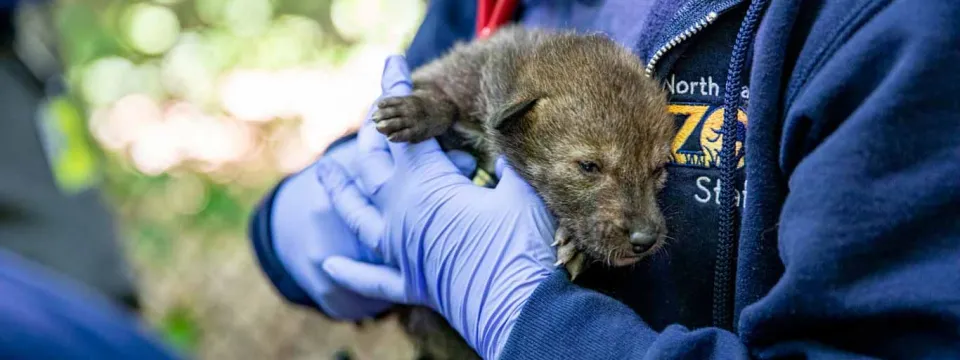 a person wearing a dark blue NC Zoo uniform and blue latex gloves holds a newborn Red Wolf pup to show the viewer while standing in an outdoor environment. The person's face is not visble.