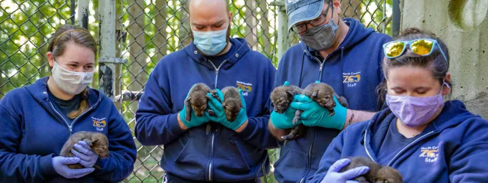 Four zoo staff members in navy blue sweatshirts and face masks are standing outdoors, each holding dark-furred Red Wolf pups in their gloved hands. The two staff members in the center are holding two pups each, looking down at them. The staff members on the ends are each holding one pup. The background is a mix of green fencing/foliage and concrete.
