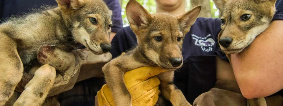 Three red wolf pups are being held by three zoo staff members wearing matching navy shirts with a logo. The pups are small, with light-brown and reddish-gray fur and large ears. The staff members are smiling and looking at the camera. The scene is outdoors in a wooded area, with blurred trees and foliage in the background.